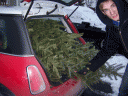 Mini Cooper Christmas Tree Removal